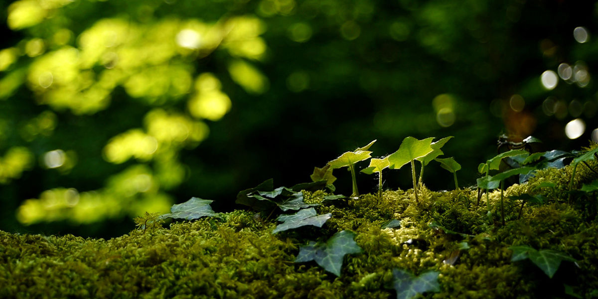 Oneness - film still - forrest