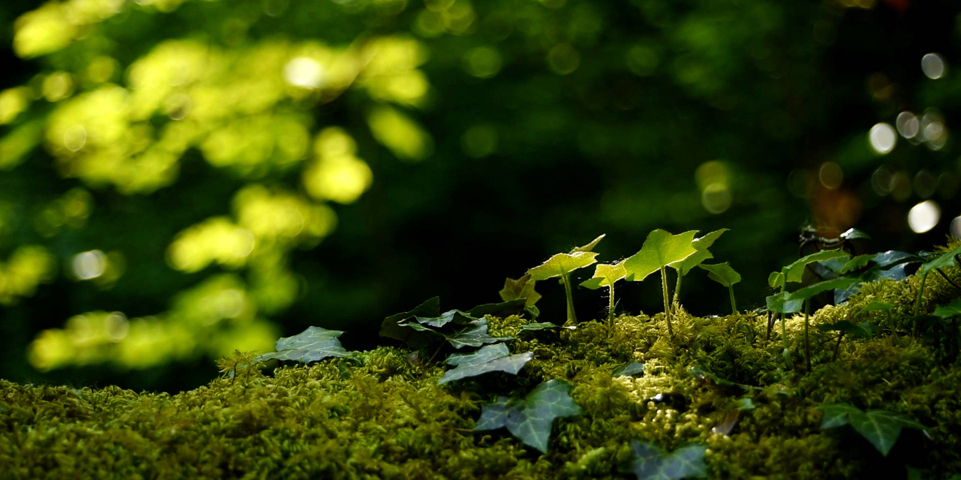 Oneness - film still - forrest